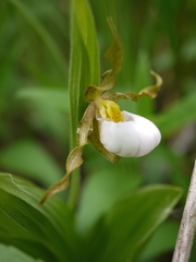 Cypripedium candidum