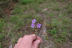 Buchnera floridana image