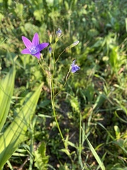 Campanula patula