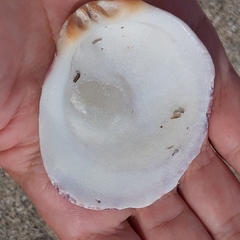 Spondylus gaederopus