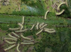Lepidoptera