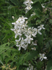 Clematis terniflora mandshurica