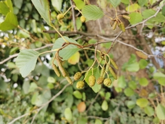 Alnus glutinosa