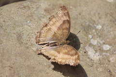 Junonia iphita