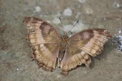 Junonia iphita
