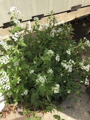 Ageratina altissima