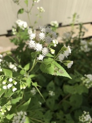 Ageratina altissima