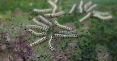 Lepidoptera