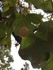 Atrusca quercuscentricola