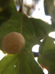 Atrusca quercuscentricola