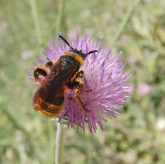 Dasyscolia ciliata