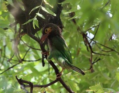 Psilopogon zeylanicus