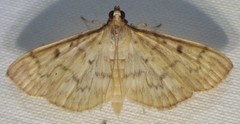 Herpetogramma fluctuosalis