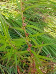 Ludwigia polycarpa