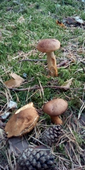 Aureoboletus projectellus