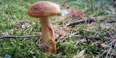 Aureoboletus projectellus