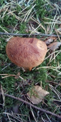 Aureoboletus projectellus