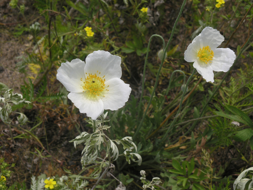 Amur Poppy (Oreomecon amurensis)
