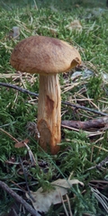 Aureoboletus projectellus