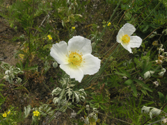 Papaver amurense