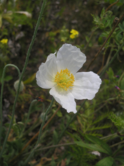 Papaver amurense