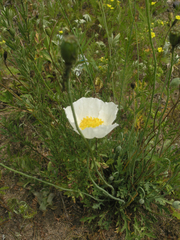 Papaver amurense
