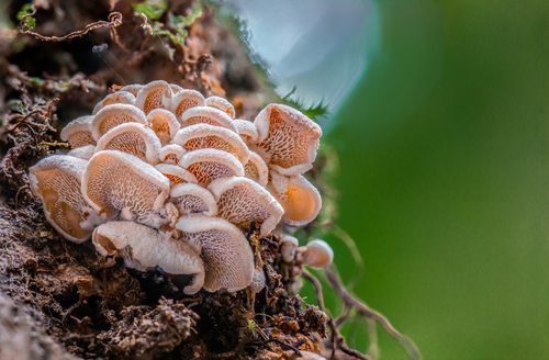 Panellus pusillus nuotrauka