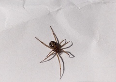 Steatoda triangulosa