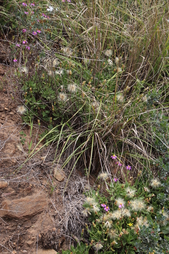 Image of Othonna arborescens by (c) Tony Rebelo, some rights reserved (CC BY-SA)