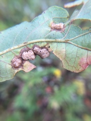 Neuroterus quercusirregularis