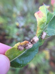 Neuroterus quercusirregularis