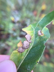 Neuroterus quercusirregularis