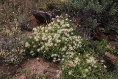 Othonna arborescens