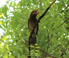 Psilopogon zeylanicus