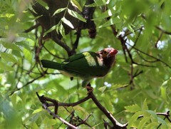 Psilopogon zeylanicus