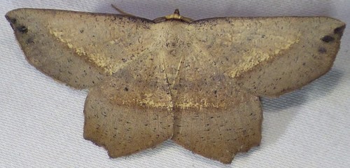 Obtuse Euchlaena Moth photo 4