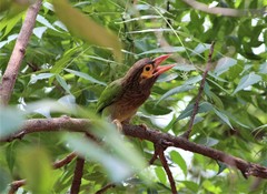 Psilopogon zeylanicus