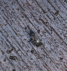 Sphragisticus nebulosus