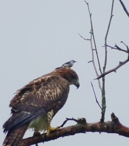 Red-tailed Hawk photographed in Ohio