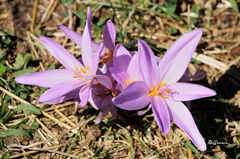 Colchicum autumnale