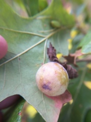 Atrusca quercuscentricola