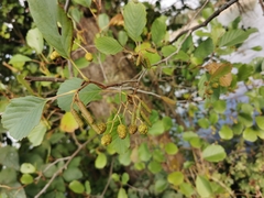 Alnus glutinosa