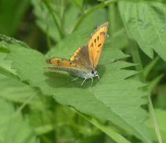 Lycaena dispar aurata