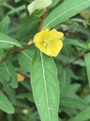 Ludwigia alternifolia