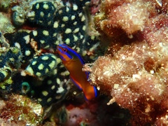 Pseudochromis aldabraensis