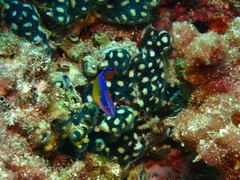 Pseudochromis aldabraensis