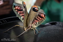 Pterochroza ocellata