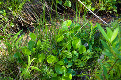 Parnassia glauca