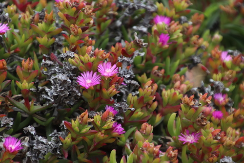 Image of Ruschia rubricaulis by (c) Tony Rebelo, some rights reserved (CC BY-SA)