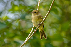 Phylloscopus collybita collybita